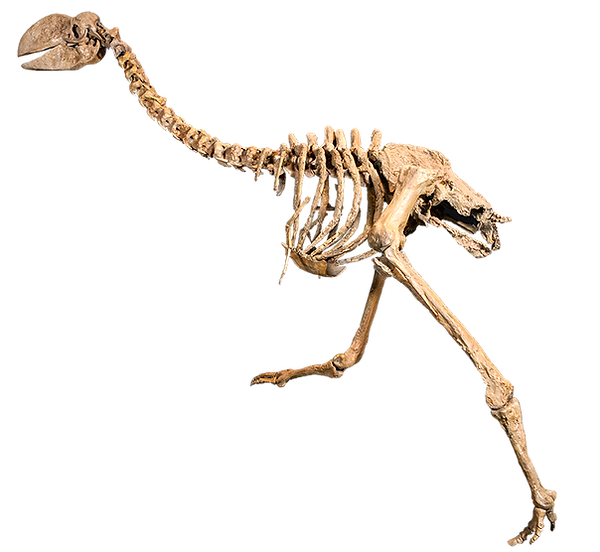 SKELETON FULL.png